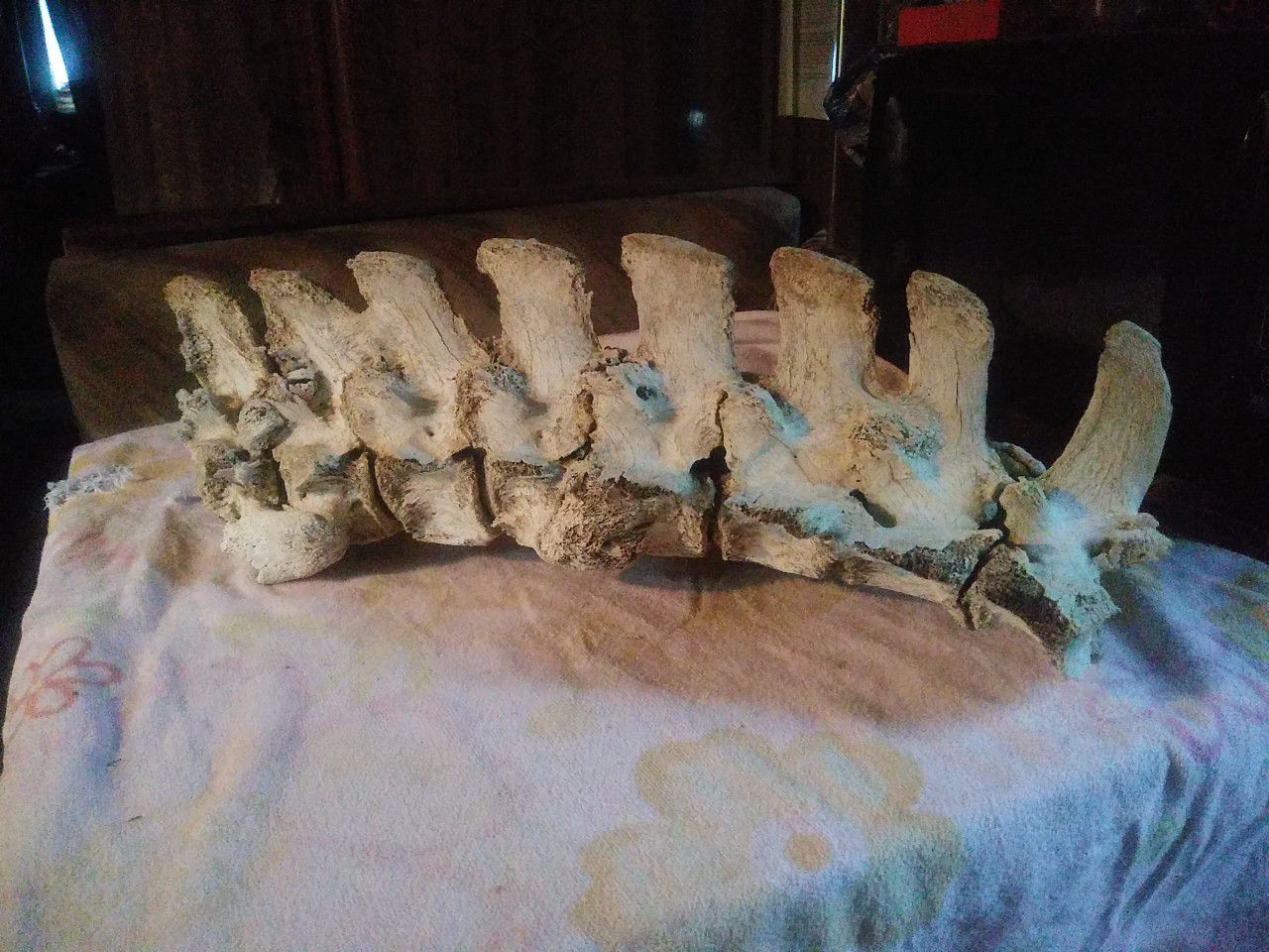 Dinosaur vertebrea real