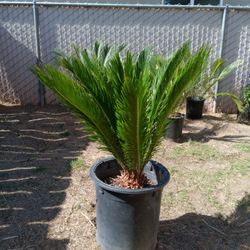 Sago Palm