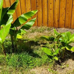 Banana Tree 