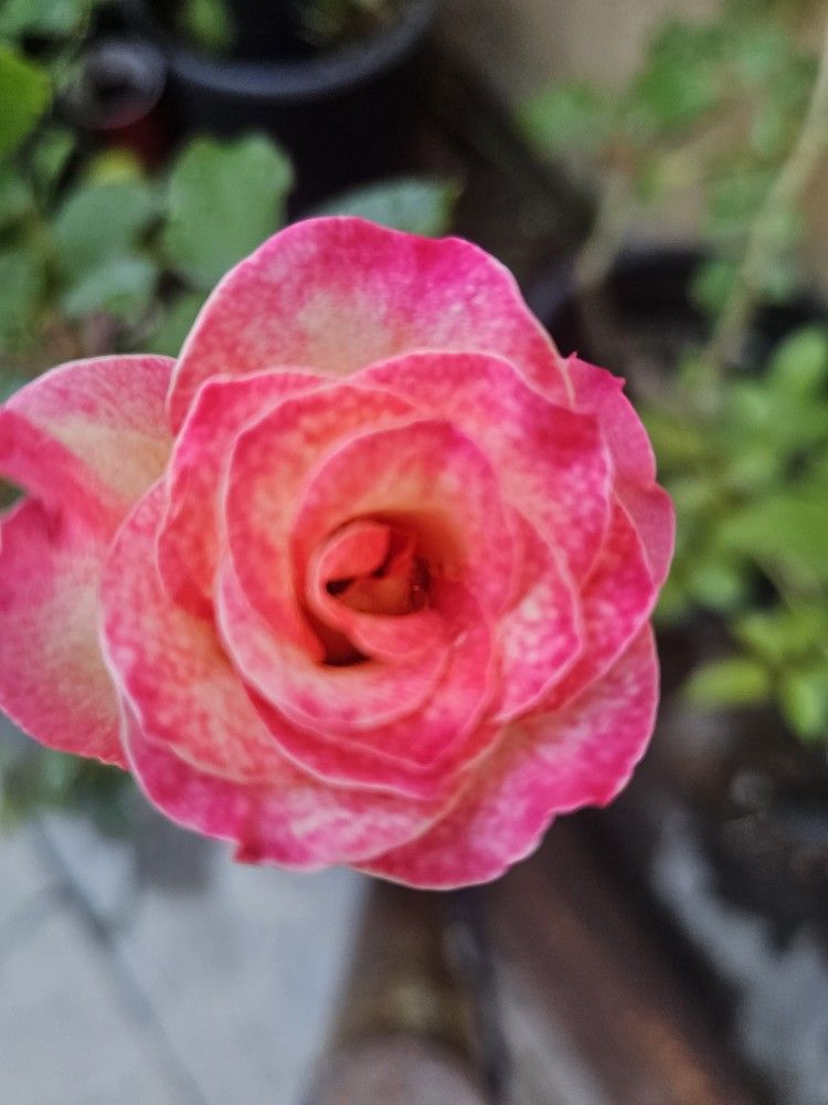 Rose Pot