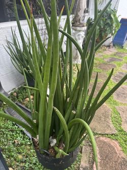Cylindrica Plant