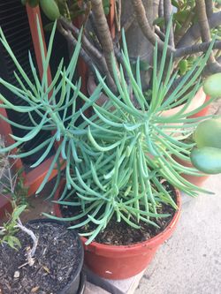 Senecio Vitalis Narrow-leaf Chalksticks Evergreen succulents