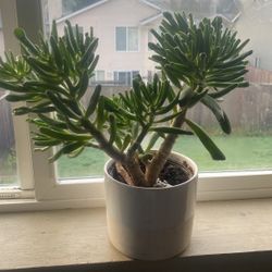 Succulent Plant