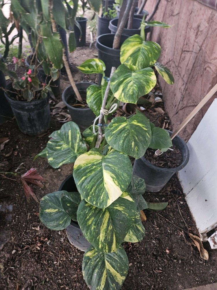 Hawaiian Pothos Plants