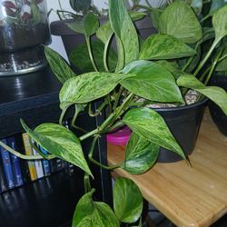 Marble Queen Pothos Cuttings(not Whole Plant)
