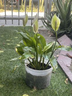 Peace Lily