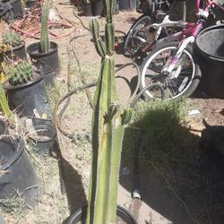 Fat Mexican Fence Post Cactus Plant