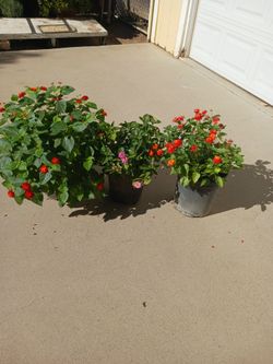 Lantana confety