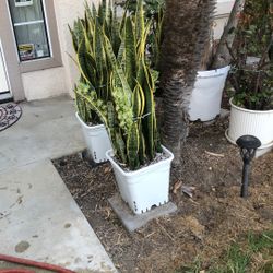 Snake. Plant Fully Grown 
