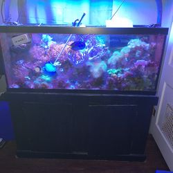 Fish Tank  Saltwater 