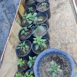 Chiltepin