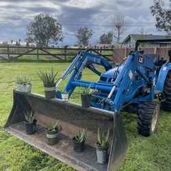 Aloe Vera/ Savila Plants