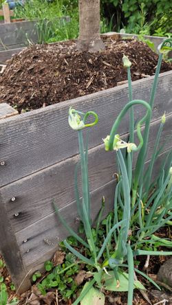 Egyptian Walking Onions
