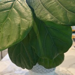 Beautiful Live Fiddle Leaf planted In Vase 
