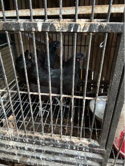 Both Chicken