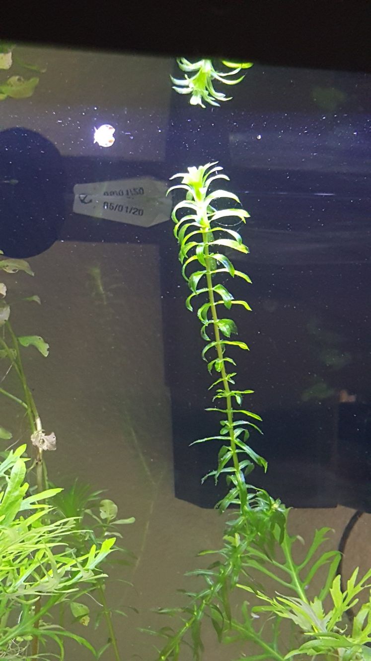 One bunch of anacharis/elodea