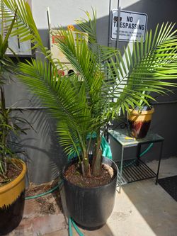 Beautiful majesty palm tree and self-watering pot