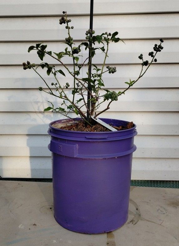 Blueray Blueberry Plant