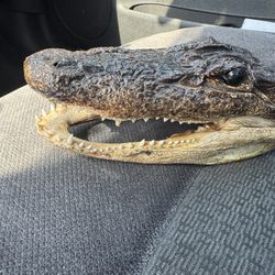 Vintage 9" Real Alligator/Gator Head Skull Taxidermy Real Teeth & Glass Eyes