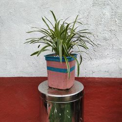 Variegated Liriope Plants 