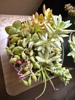 Succulents