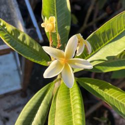 38” Tall Yellow White Frangipani Plumeria