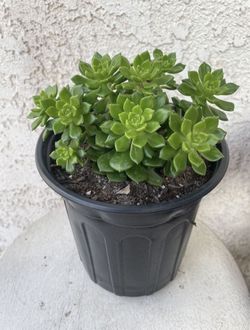 1 Gallon Pot Rare Succulent Plant - Sedeveria Rolly Letizia - Rooted & Established - Drought Resistant - 🪴