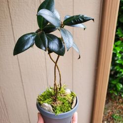 'Black Prince' Rubber Tree - Sale!