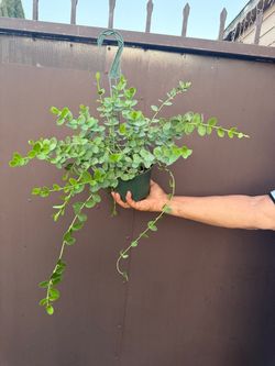6” xl Hoya cumingiana