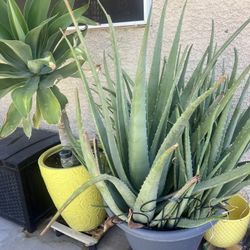 Outdoor Aloe Vera Oversized  Plant/Pot $40