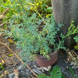 Ruda Medicinal