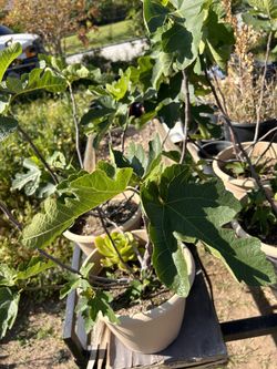 Plants Plantas Igos 