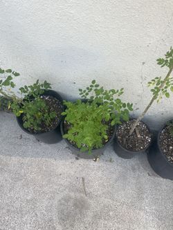 Moringa Tree Seedling. Sprouted Last Year