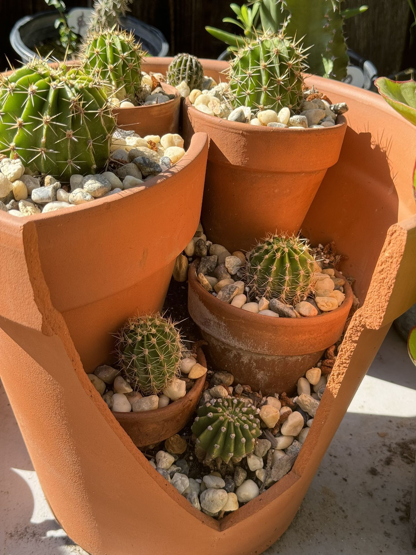 Cactus and Succulents 4”pot 