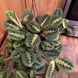 Prayer Plants Aka Rabbit Tracks