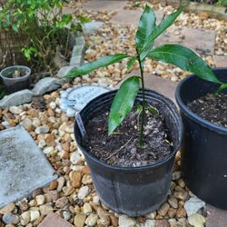  dwarf ice cream mango trees seedlings 