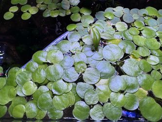 Amazon Frogbit - Live Plants- FREE