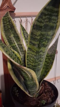 Well established snake plants