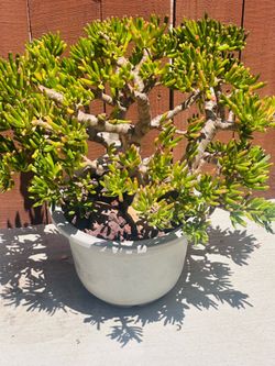 A big pot with big plant
