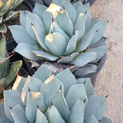 Agaves Plant.