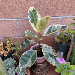 Potted Real Variegated Rubber Plant
