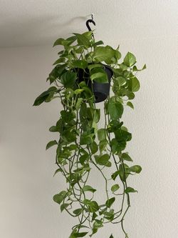 Live Photos plant