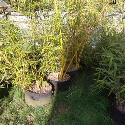 Bamboo Plant - Vivax