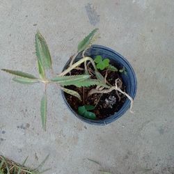 Planta De Kalanchoe