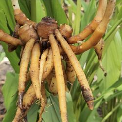 Finger Root Ginger Plant (1 Gallon Pot)