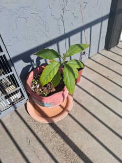 Avocado tree needs better shade