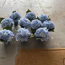 Blue Flowers