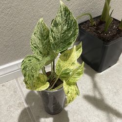 Varigated Pothos marble queen plant