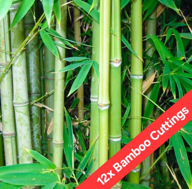 12x Japanese Bamboo Plant Cuttings 🎋