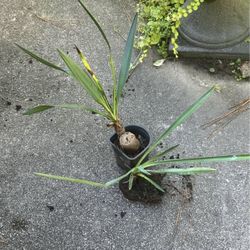 Small Yucca Plants 